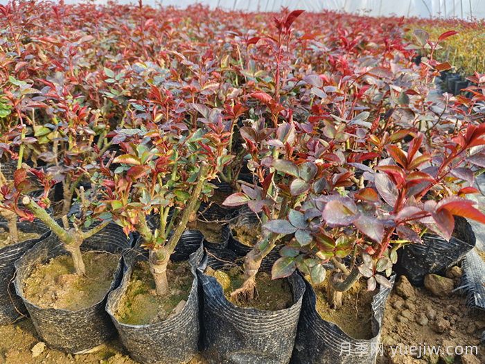 月季花的移栽时间与养护措施(图2) 月季花的移栽时间与养护措施(图2)