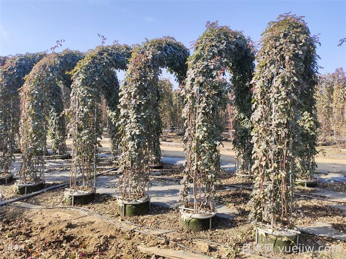 立冬之后，苗木防寒工作要抓紧(图1)