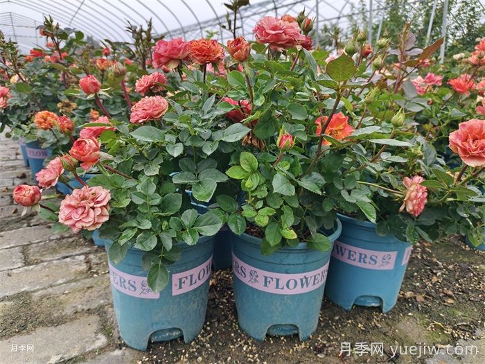 怎么判断月季花浇透没？(图1)