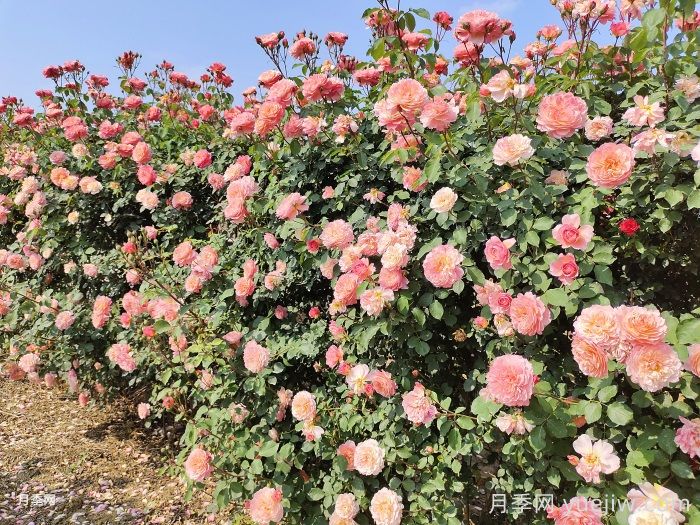 多季开花的藤本月季品种有哪些?(图1) 多季开花的藤本月季品种有哪些?(图1)