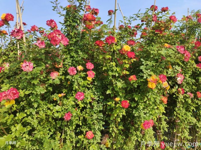 秋季藤本月季怎么修剪枝叶?(图1) 秋季藤本月季怎么修剪枝叶?(图1)