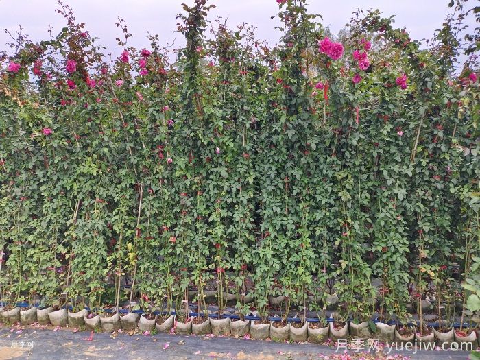 秋季藤本月季怎么修剪枝叶?(图2) 秋季藤本月季怎么修剪枝叶?(图2)