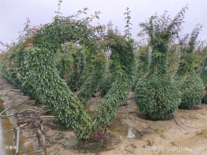 秋季藤本月季怎么修剪枝叶?(图3) 秋季藤本月季怎么修剪枝叶?(图3)