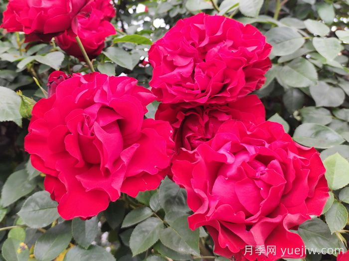 李子柒的小院种了什么月季?低维护好藤本(图4) 李子柒的小院种了什么月季?低维护好藤本(图4)