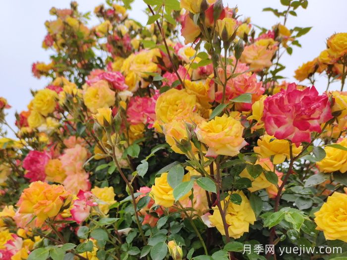 李子柒的小院种了什么月季?低维护好藤本(图5) 李子柒的小院种了什么月季?低维护好藤本(图5)