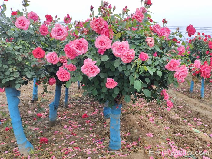南阳:古桩月季展风采,月季产业促致富(图1) 南阳:古桩月季展风采,月季产业促致富(图1)
