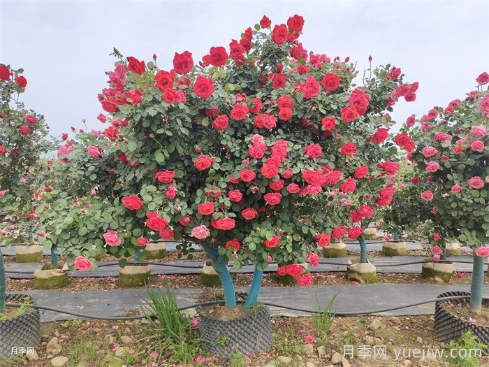 南阳:古桩月季展风采,月季产业促致富(图2) 南阳:古桩月季展风采,月季产业促致富(图2)