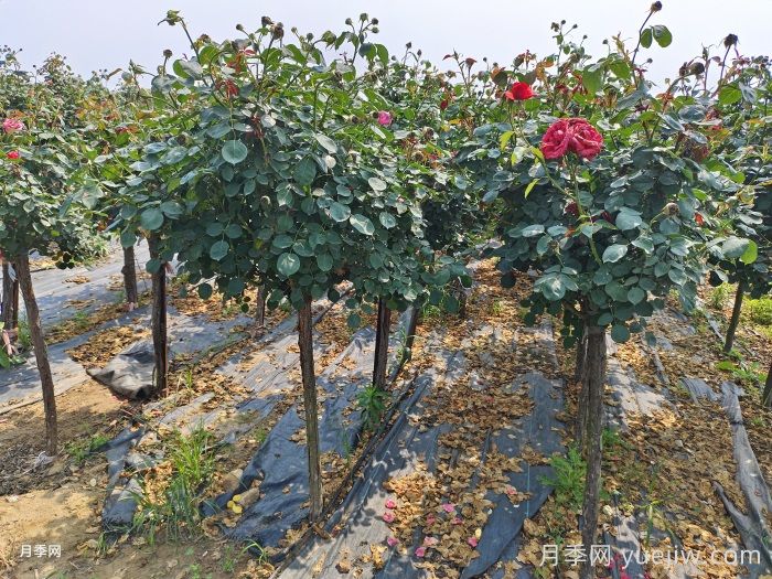 河南内乡:月季产业蓬勃发展,成为美丽事业(图2) 河南内乡:月季产业蓬勃发展,成为美丽事业(图2)