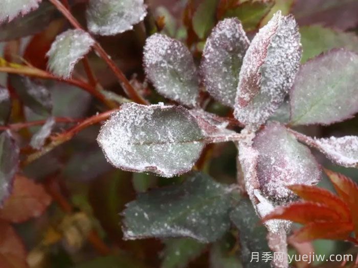 白粉病对月季苗有什么危害？(图1)