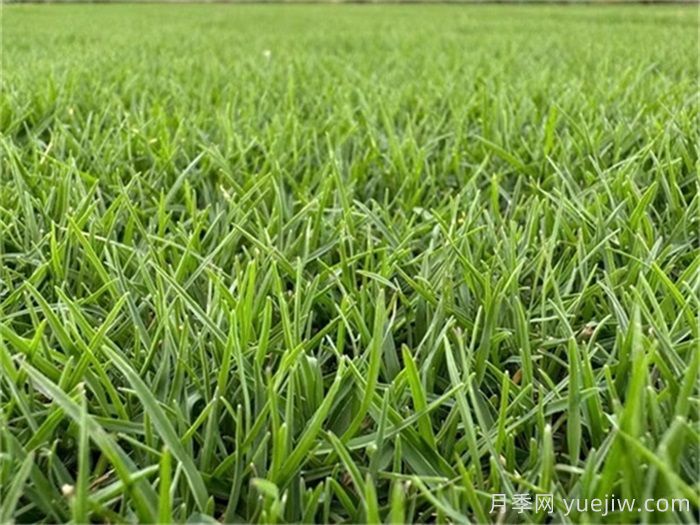 园林草坪的相关知识汇总(图1) 园林草坪的相关知识汇总(图1)