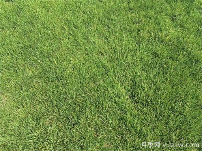 草坪在园林景观中的分类应用和养护管理(图1)