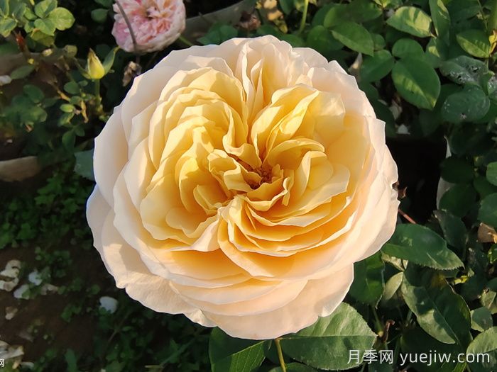 10种经典月季花,藏在阳台上的美好(图3) 10种经典月季花,藏在阳台上的美好(图3)