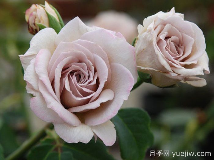 灰珍珠月季(图2)