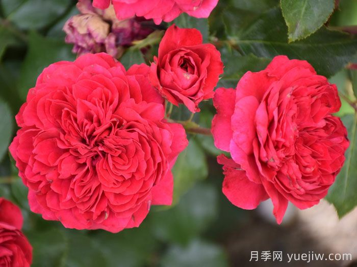 红达月季/红色达芬奇月季(图5)