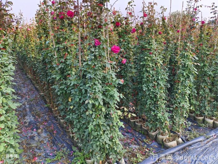 良好的苗源是高成活率的基础,资深苗木人教你(图1) 良好的苗源是高成活率的基础,资深苗木人教你(图1)