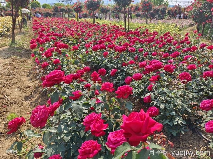 园林绿化苗木怎么挑才合适？(图2)