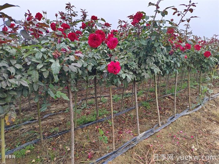 月季树好活吗？月季树移栽成活率怎么样？(图2)