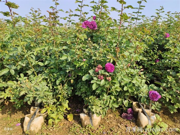 月季蕞新批发价格表,2025年9月月季网行情报价(图2) 月季最新批发价格表,2025年9月月季网行情报价(图2)