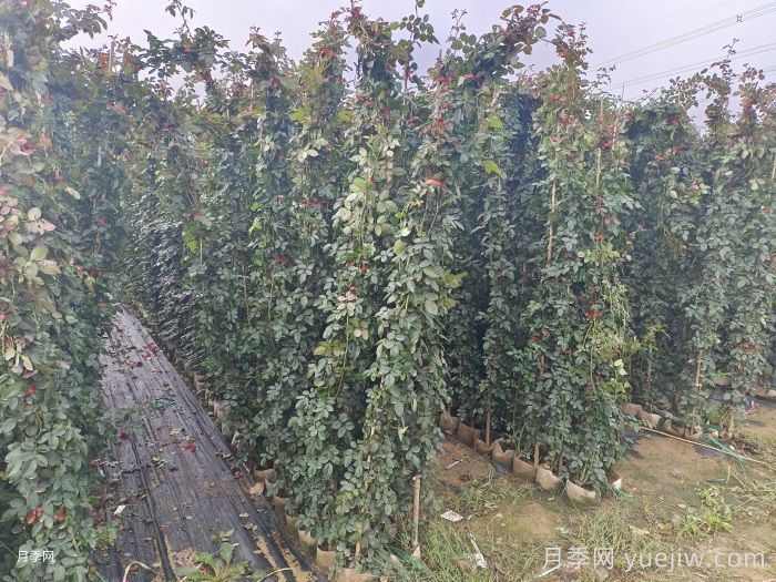 月季蕞新批发价格表,2025年9月月季网行情报价(图3) 月季最新批发价格表,2025年9月月季网行情报价(图3)