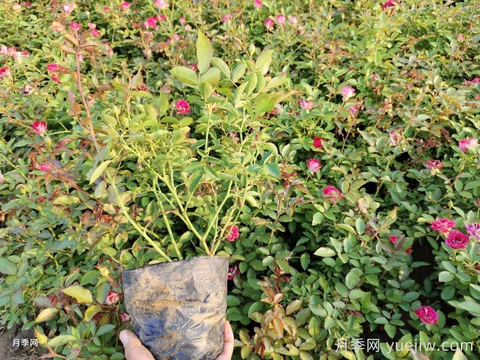  月季秋天可以移栽吗？(图1)