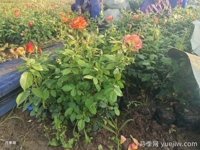 秋天绿化带适合移栽月季苗吗?(图1) 秋天绿化带适合移栽月季苗吗?(图1)