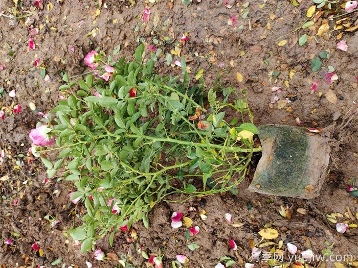 秋天绿化带适合移栽月季苗吗?(图2) 秋天绿化带适合移栽月季苗吗?(图2)