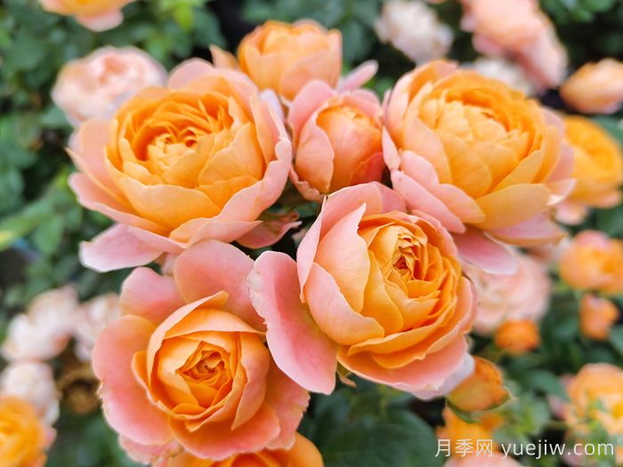 月季网:中国86个月季(玫瑰)市花城市名单大全(图1) 月季网:中国86个月季(玫瑰)市花城市名单大全(图1)