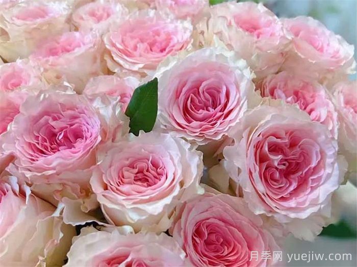 洛神月季介绍和优缺点(图1)