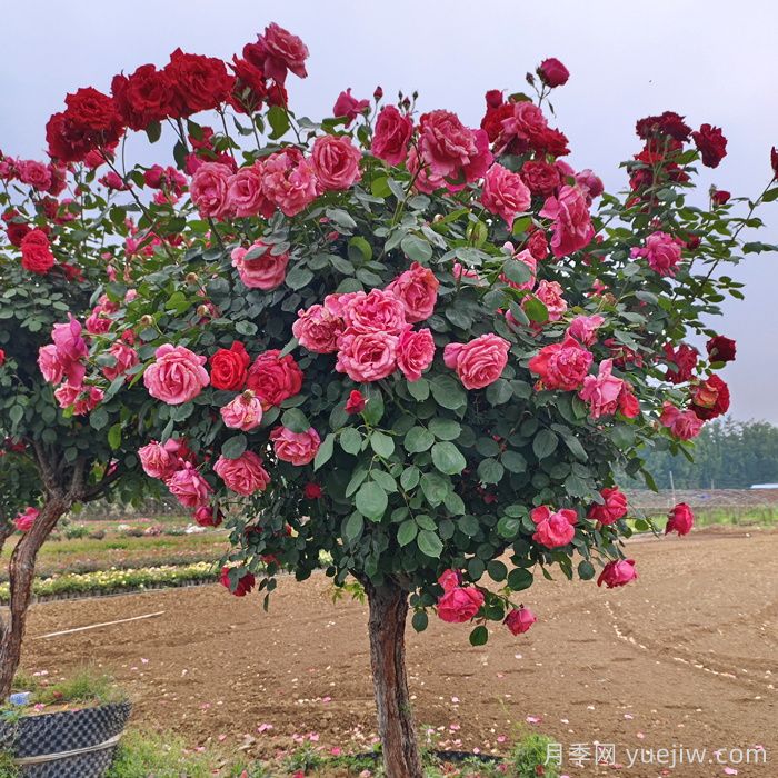 月季整枝修剪技巧(图1)