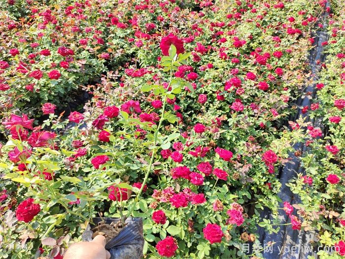 延安市园林绿化适合种月季花吗？(图1)
