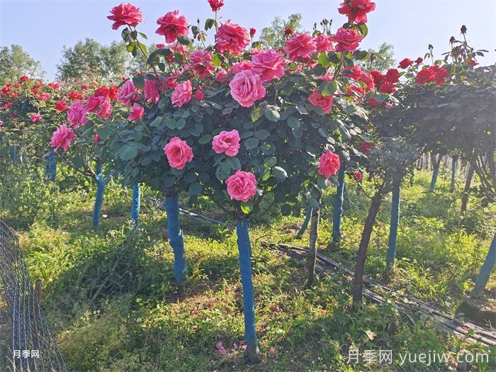 延安市园林绿化适合种月季花吗？(图2)