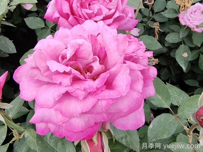 蓝河月季(图4)