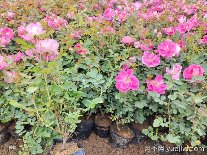 南阳月季花苗批发基地知多少(图1)