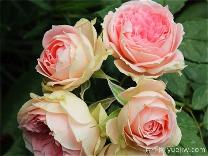 推荐五个阳台盆栽月季，每个都是精选的(图3)