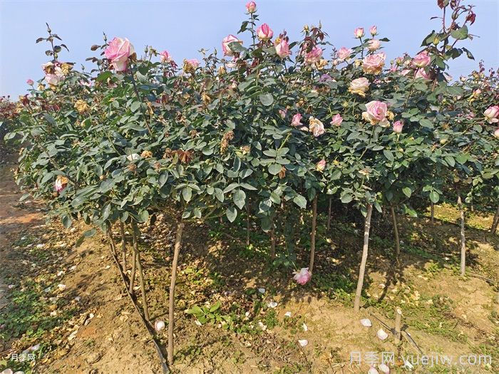 月季秋季施肥后需要浇水吗？(图1)