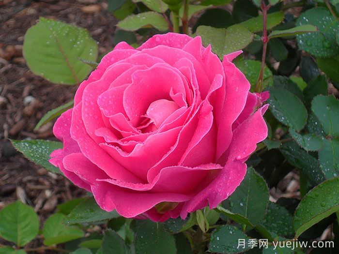 粉和平月季/娇娥月季(图3)