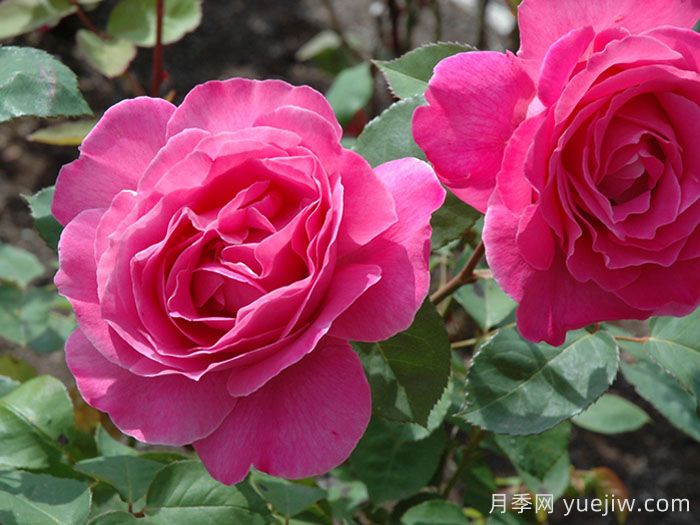 粉和平月季/娇娥月季(图2)