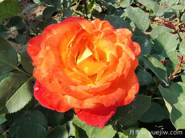 却可克月季(图1)