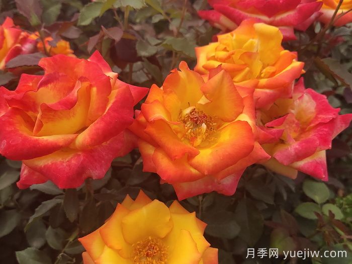 却可克月季(图5)
