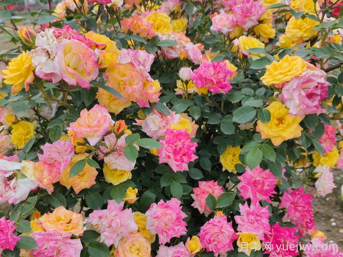 藤彩虹月季介绍及优缺点(图1) 藤彩虹月季介绍及优缺点(图1)