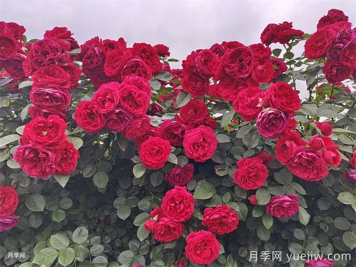 月季花的开花持续时间有多长？(图2)