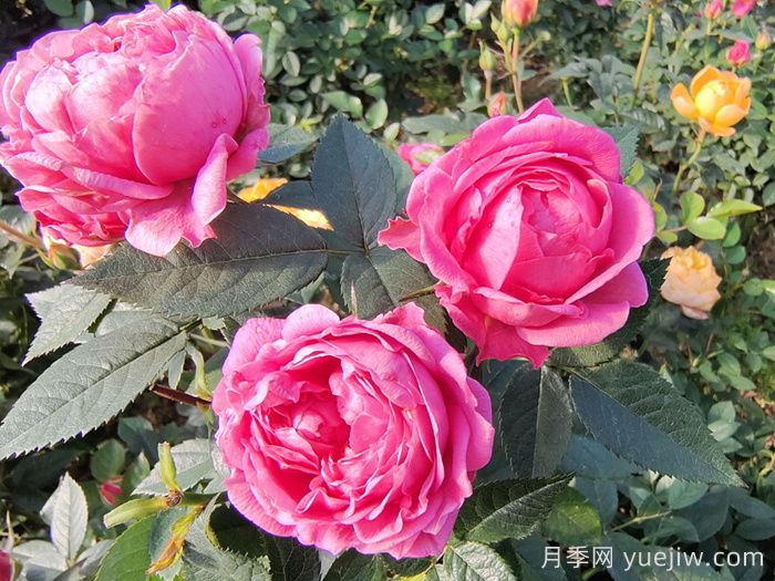 月季花的花期一般是多久？(图1)