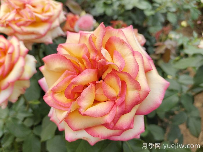 盆栽月季花掌握4个小技巧，叶茂花繁不难(图1)