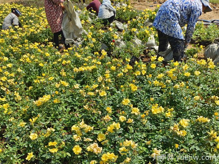 盆栽月季花掌握4个小技巧，叶茂花繁不难(图3)