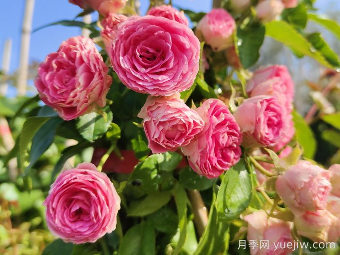 家里有院子,千万别错过4款月季(图1) 家里有院子,千万别错过4款月季(图1)