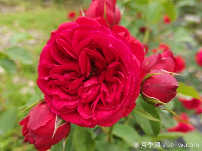 家里有院子,千万别错过4款月季(图2) 家里有院子,千万别错过4款月季(图2)