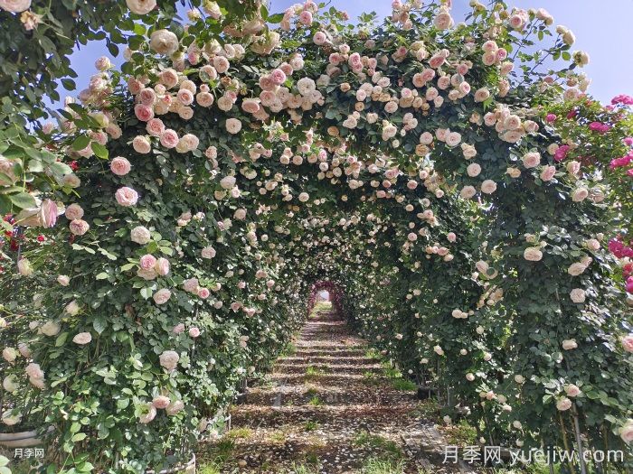 家里有院子,千万别错过4款月季(图3) 家里有院子,千万别错过4款月季(图3)