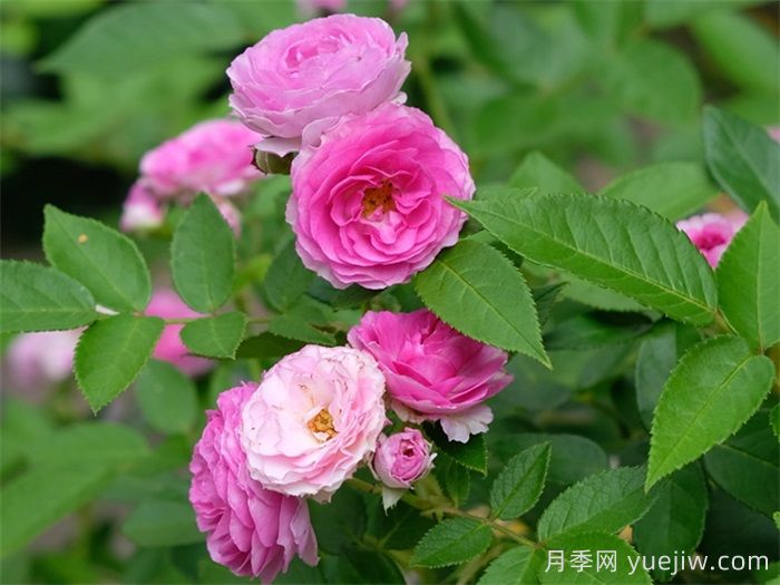 家里有院子,千万别错过4款月季(图4) 家里有院子,千万别错过4款月季(图4)