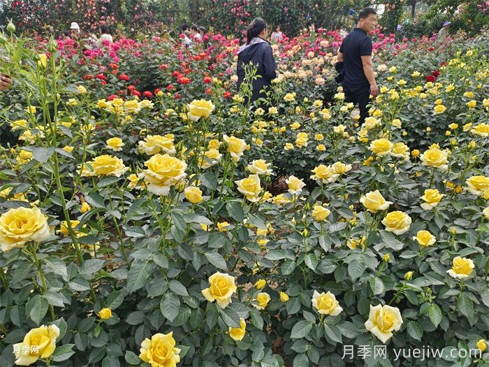 河南南阳月季花开醉游人(图1)