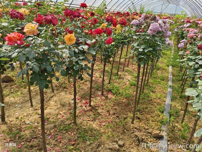树状月季同株多色栽培技术(图1)